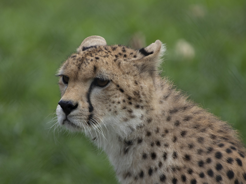 19 - Fota Wildlife Park | Sunville House Bed & Breakfast 19 - Fota Wildlife Park | Sunville House Bed & Breakfast